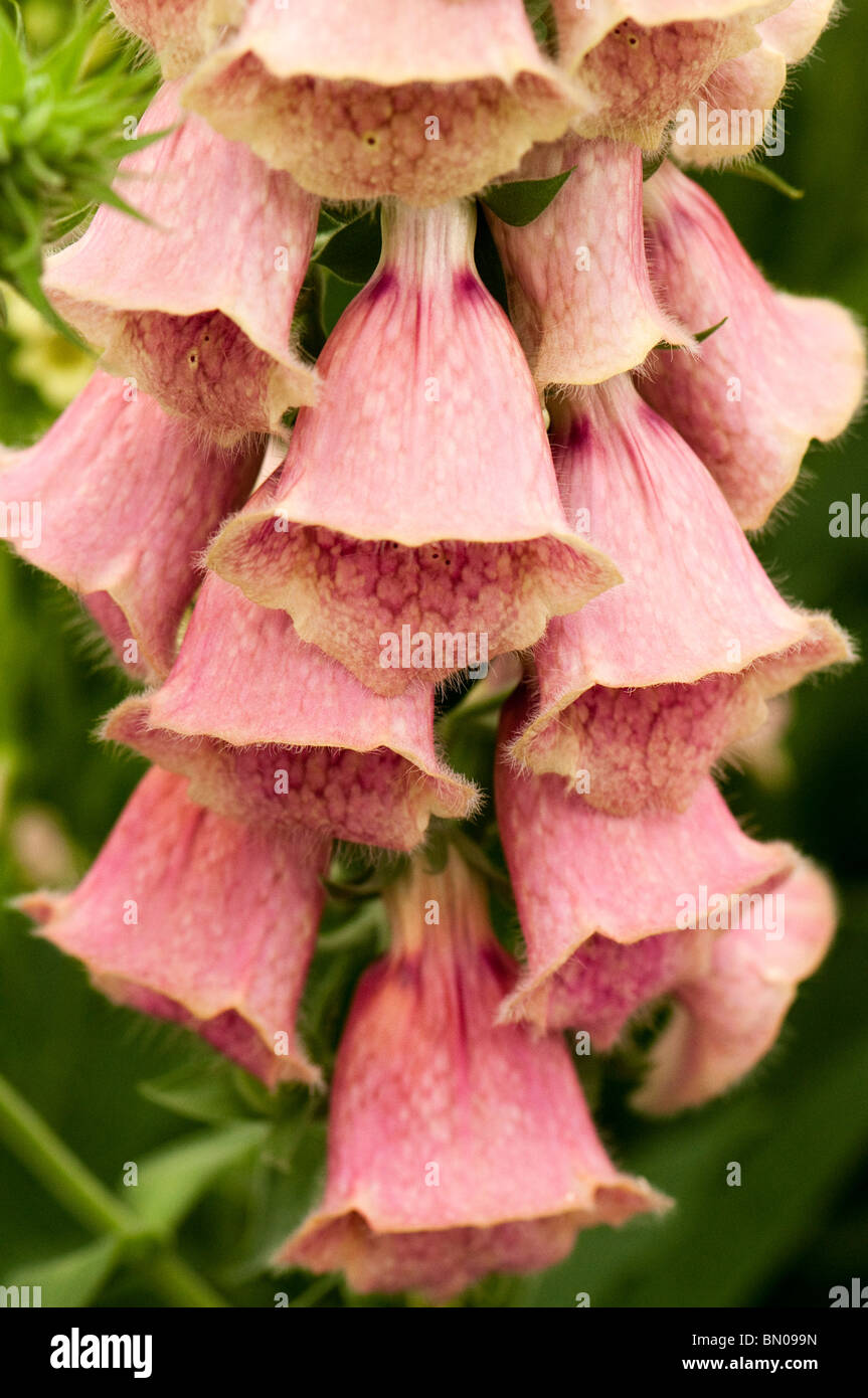Foxglove Digitalis x mertonensis in flower Stock Photo Alamy