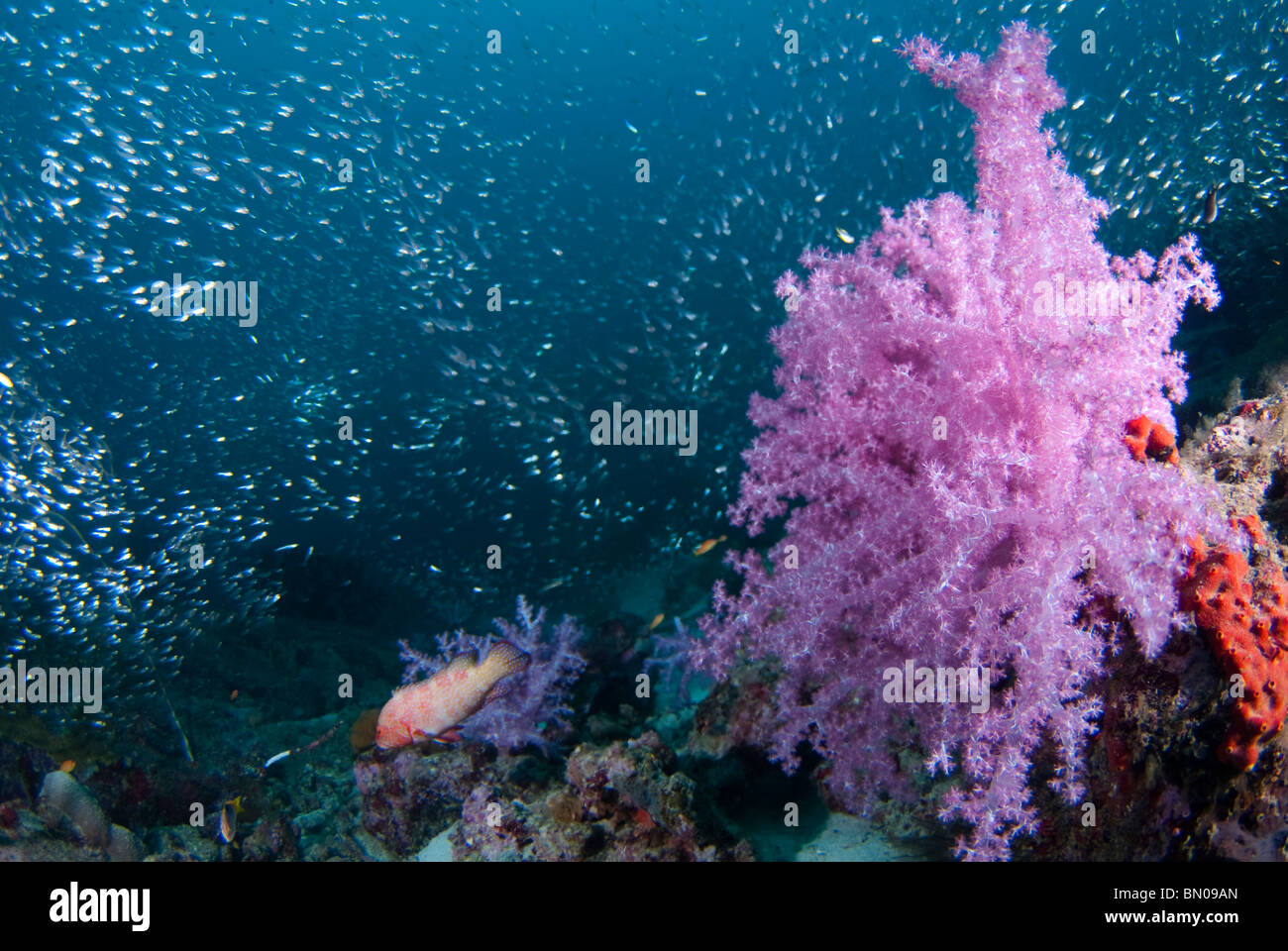 Soft Coral, Dendronephthya sp., and school of small silvery fishes, Similan Islands Stock Photo