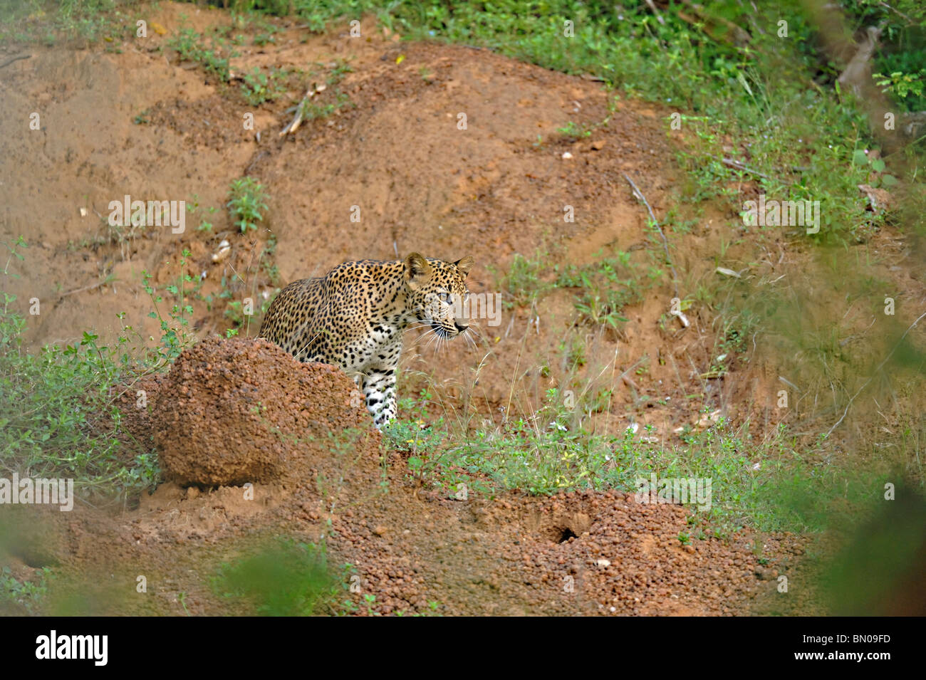 Leopard in Yala national park, Sri Lanka Stock Photo
