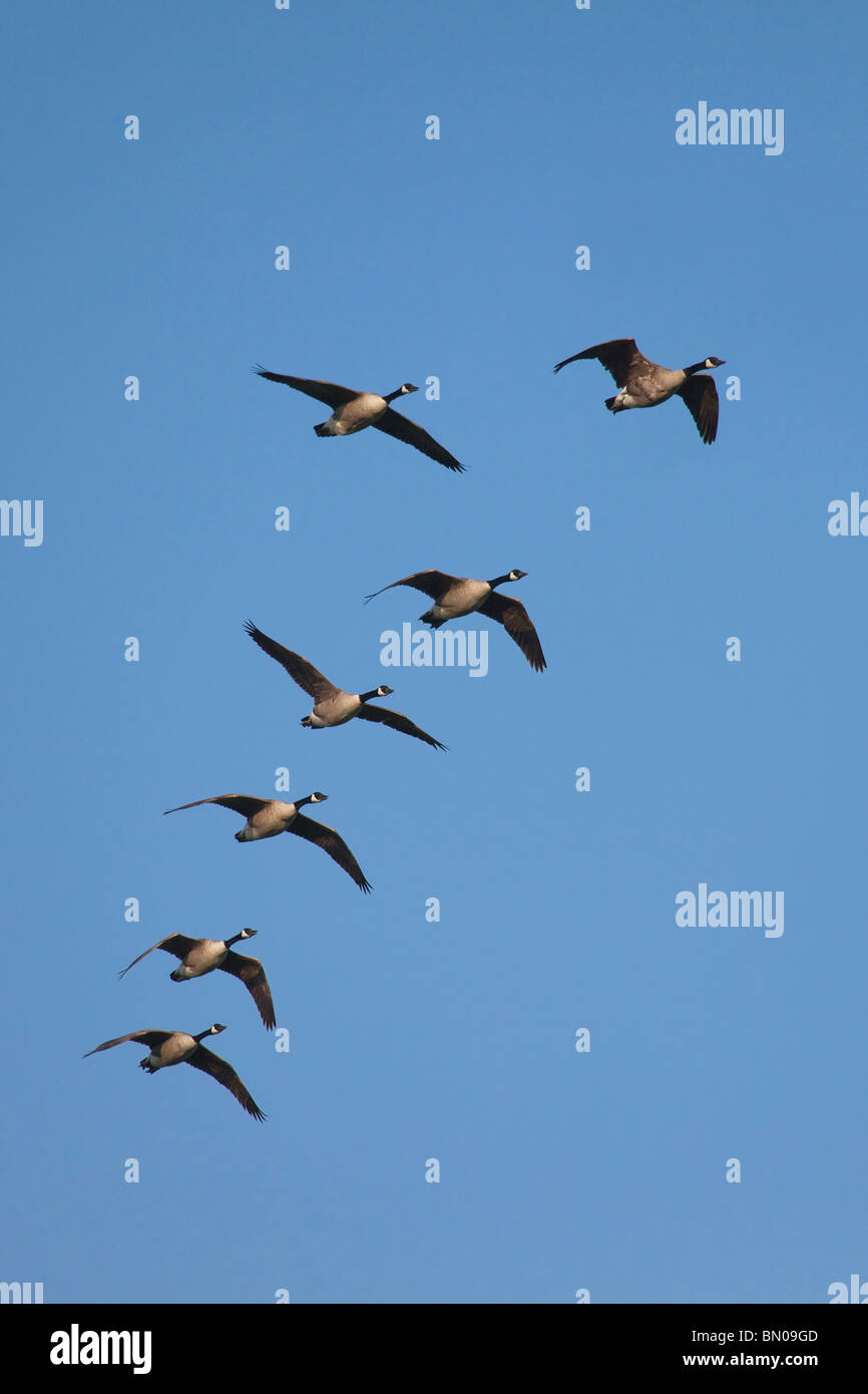 Canada Goose (Branta canadensis), flock in flight. Stock Photo