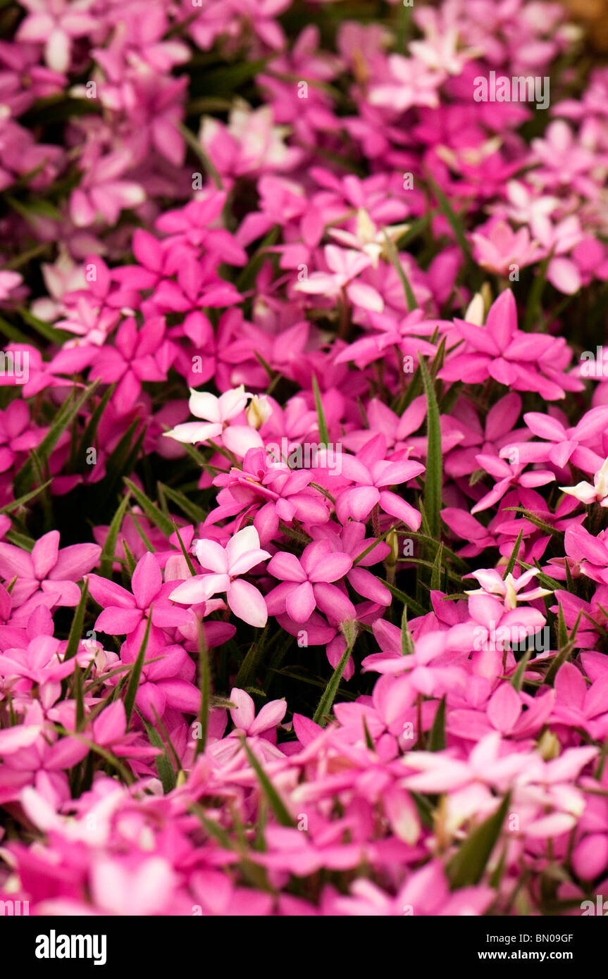 Rhodohypoxis baurii 'E A Bowles' in flower Stock Photo