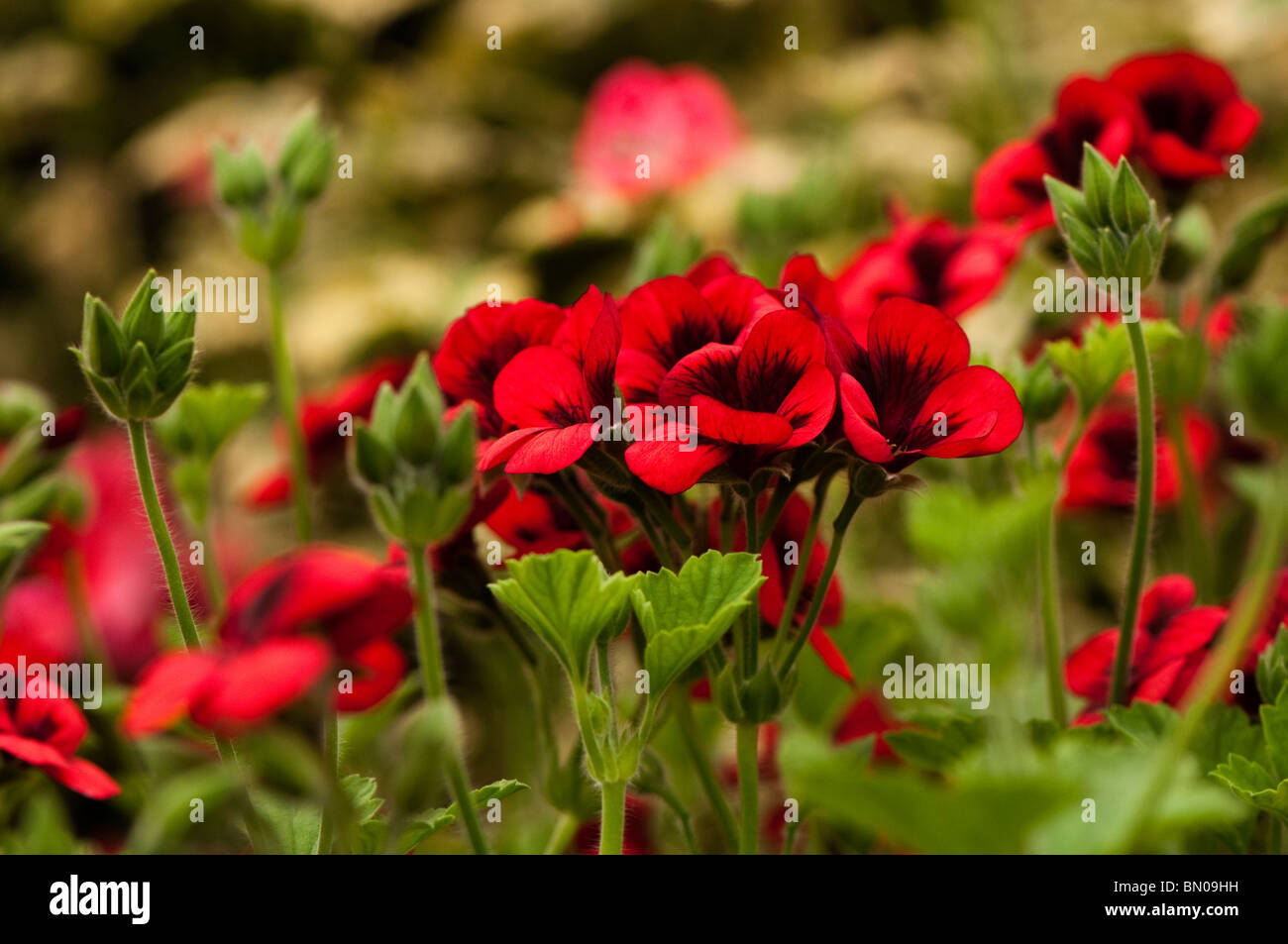 Pelargoniums june hi-res stock photography and images - Alamy