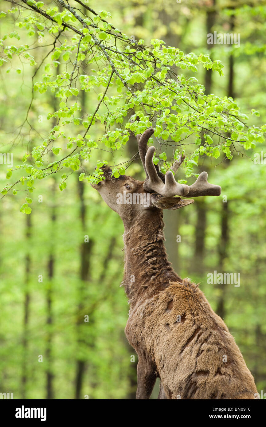 Red Deer (Cervus elaphus). Stag eating leaves from twigs Stock Photo