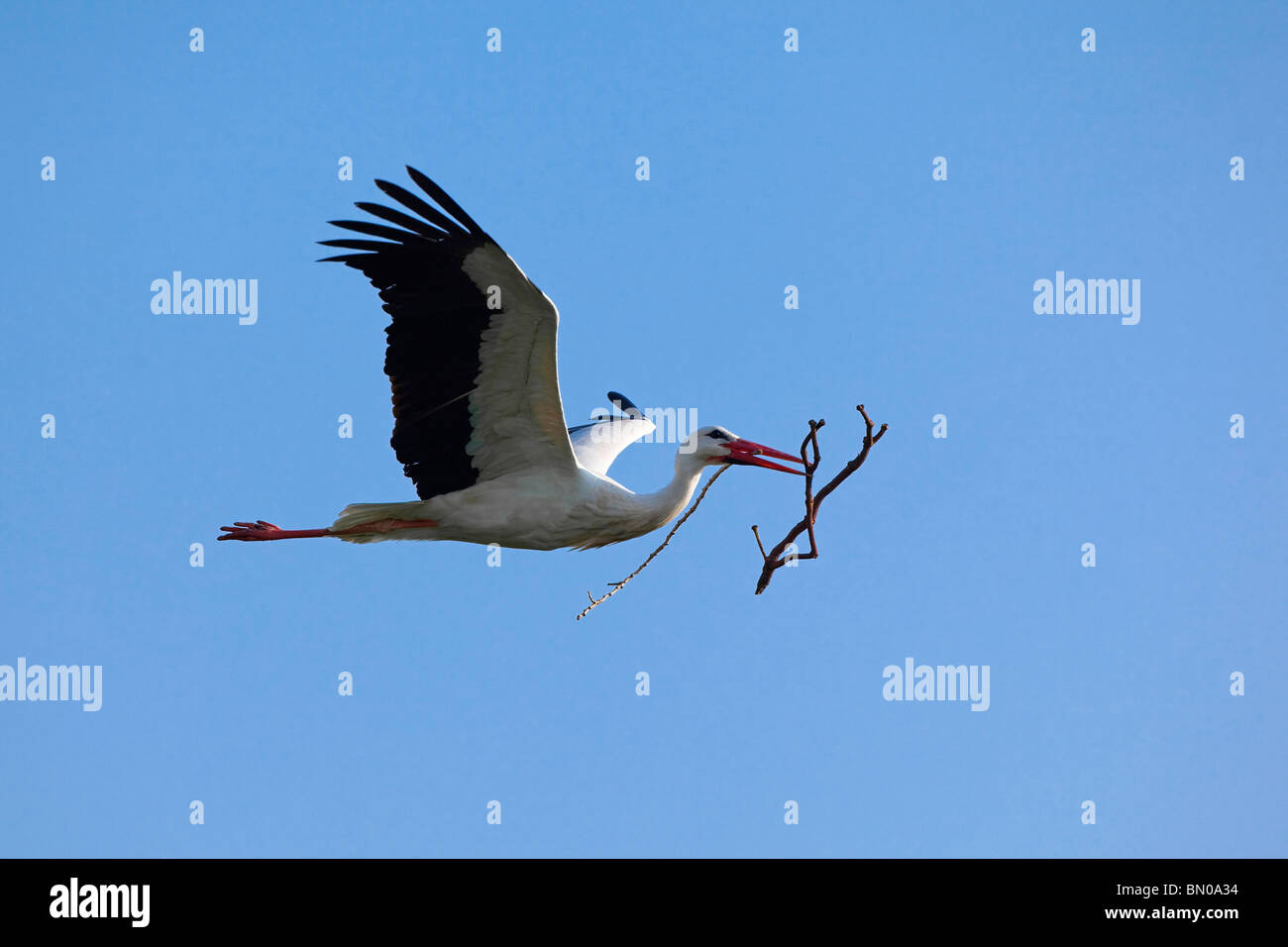 European White Stork (Ciconia ciconia), in flight with nesting material in its bill. Stock Photo