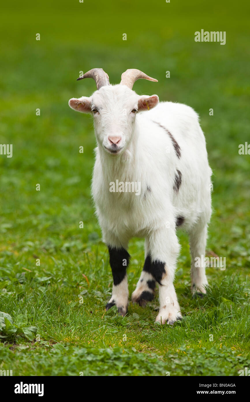 Domestic Goat (Capra hircus, Capra aegagrus hircus), black individual standing on a meadow. Stock Photo