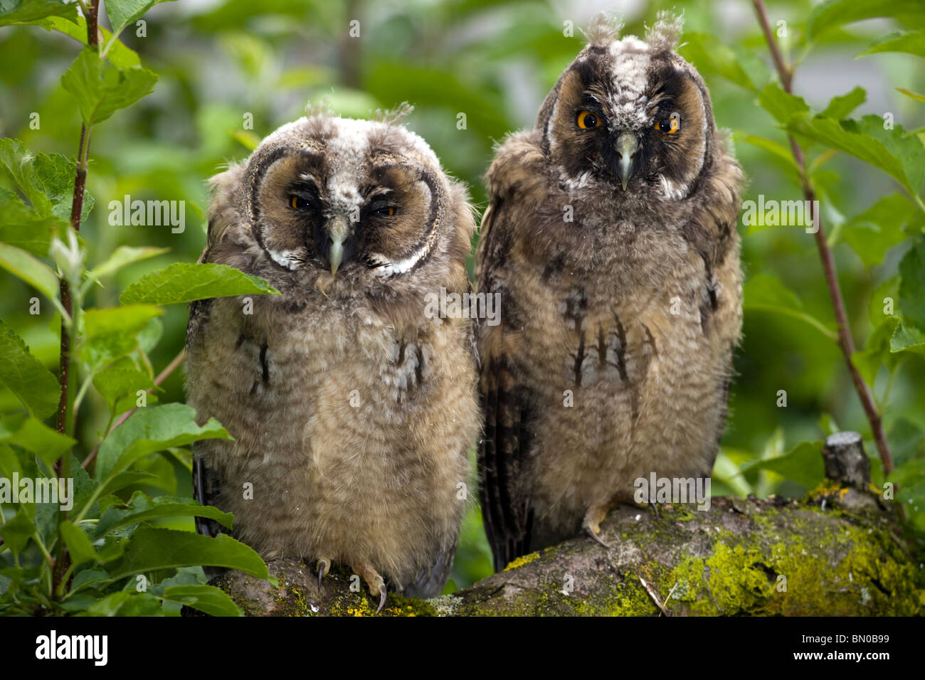 Couple of long-eared owl on the tree branch. Stock Photo