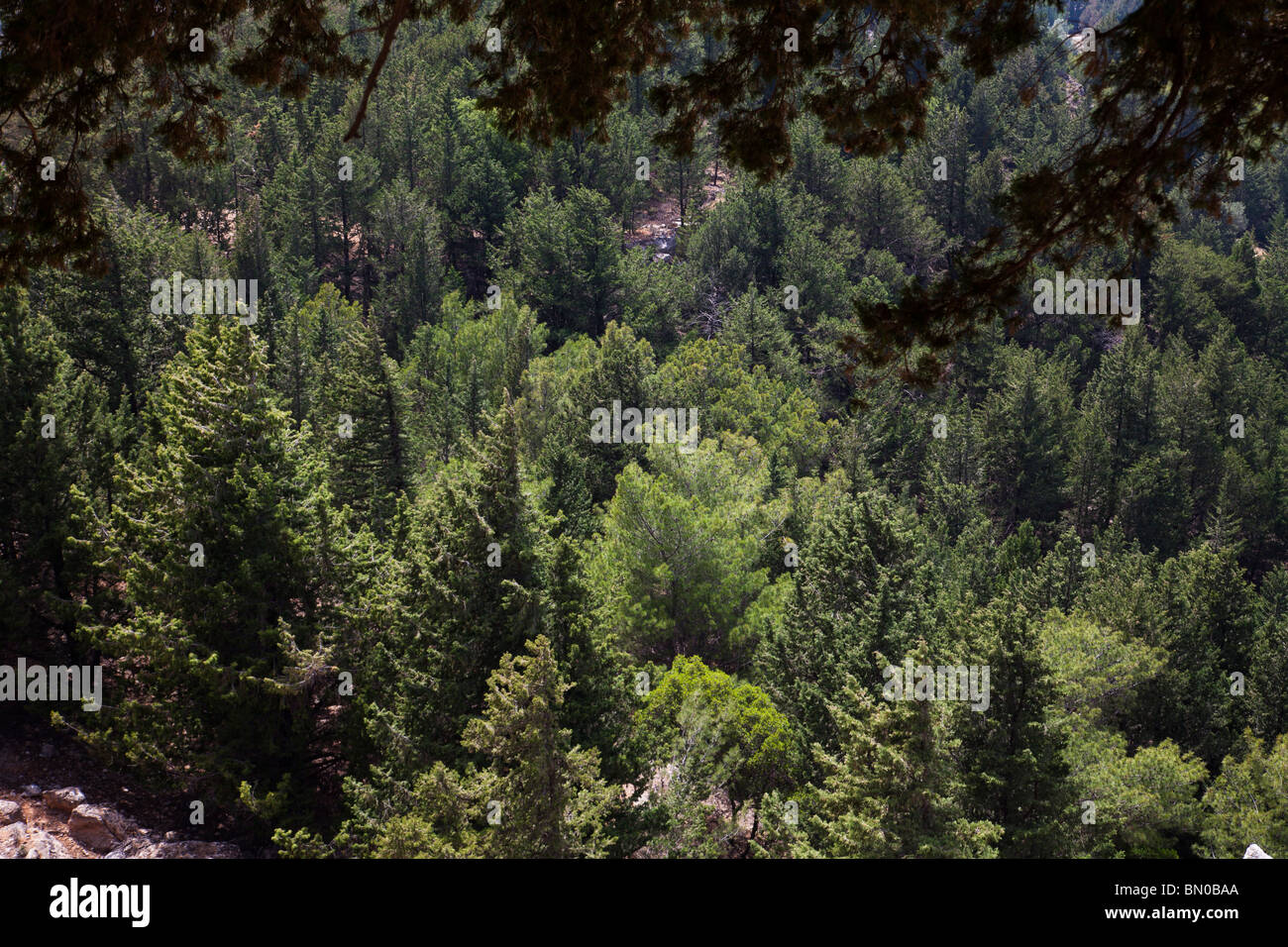Mediterranean Pine forest from above Stock Photo