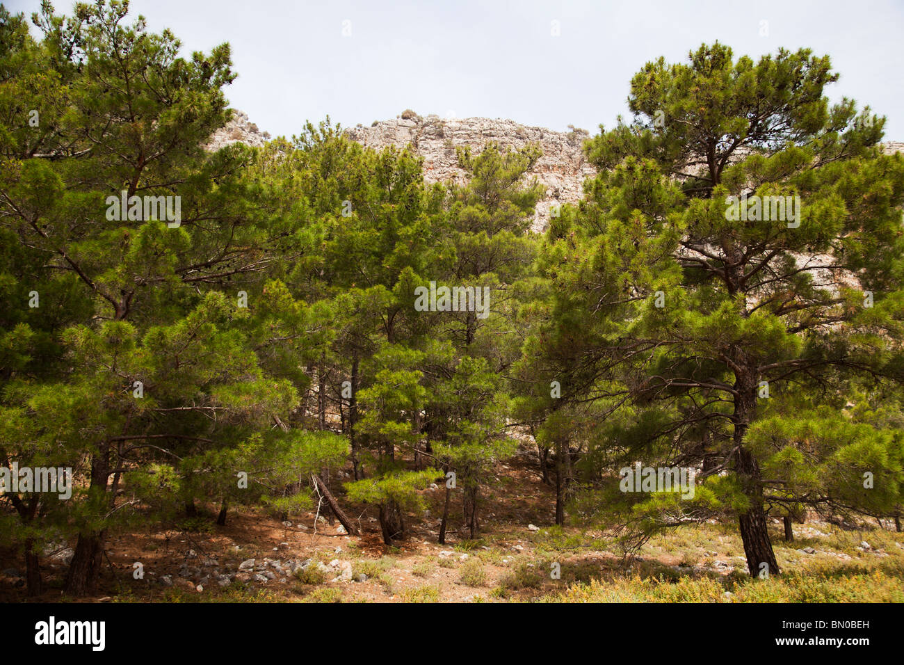 Pine forest pine trees Rhodes Greece Stock Photo Alamy