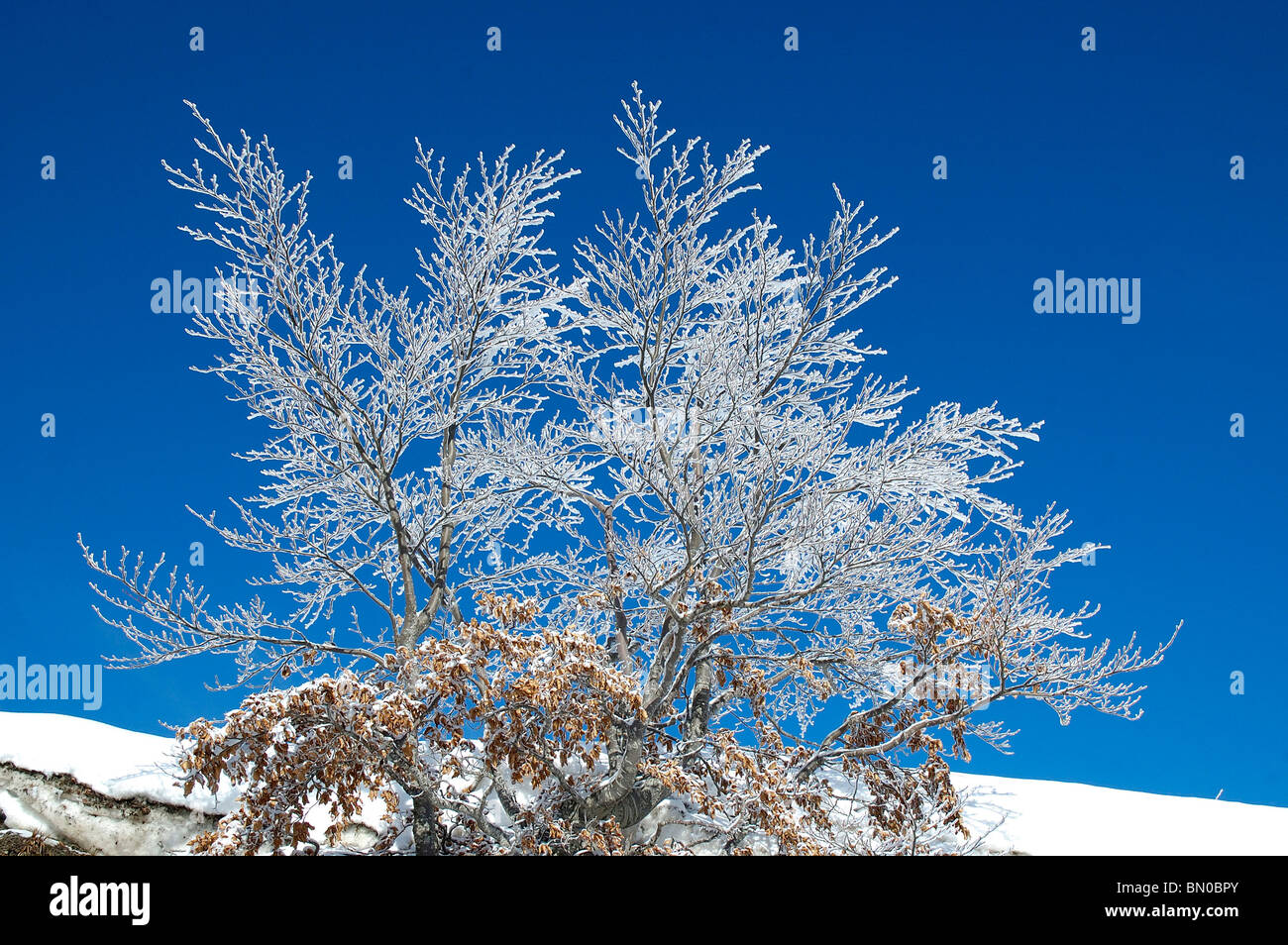 Soft rime hi-res stock photography and images - Alamy