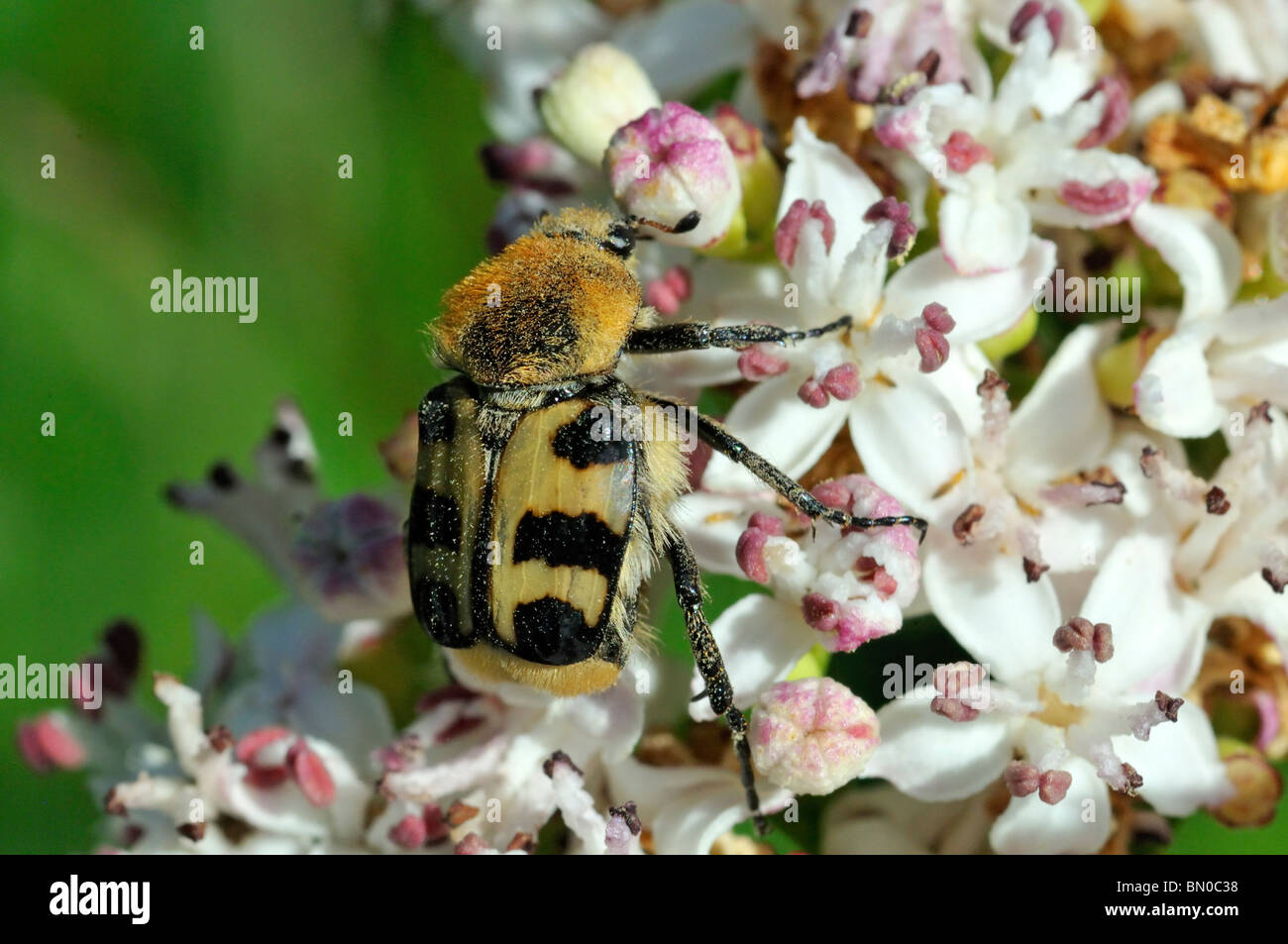 Trichius fasciatus, Bee beetle Stock Photo