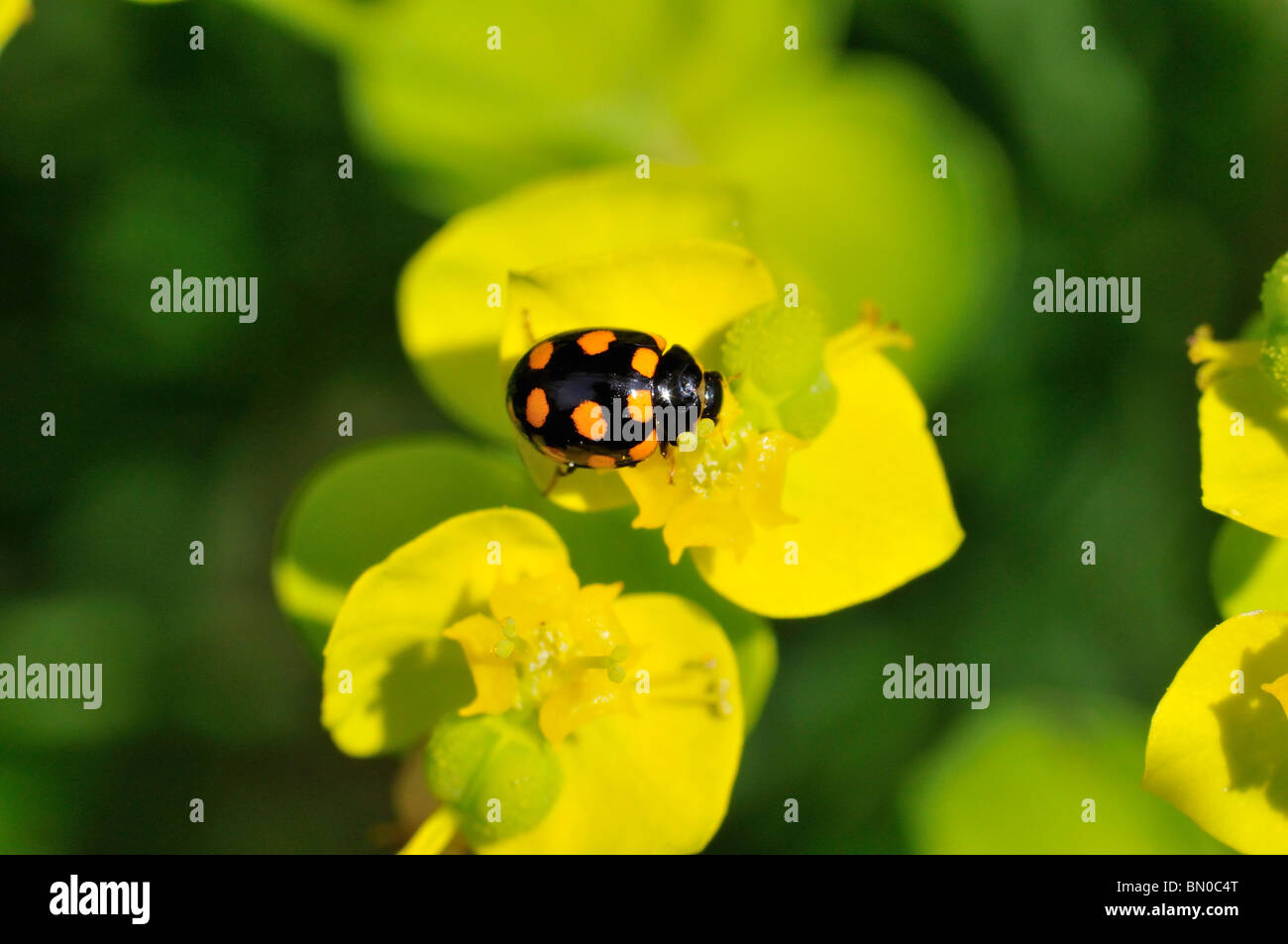 Propylea 14-punctata, 14-spotted ladybird beetle Stock Photo