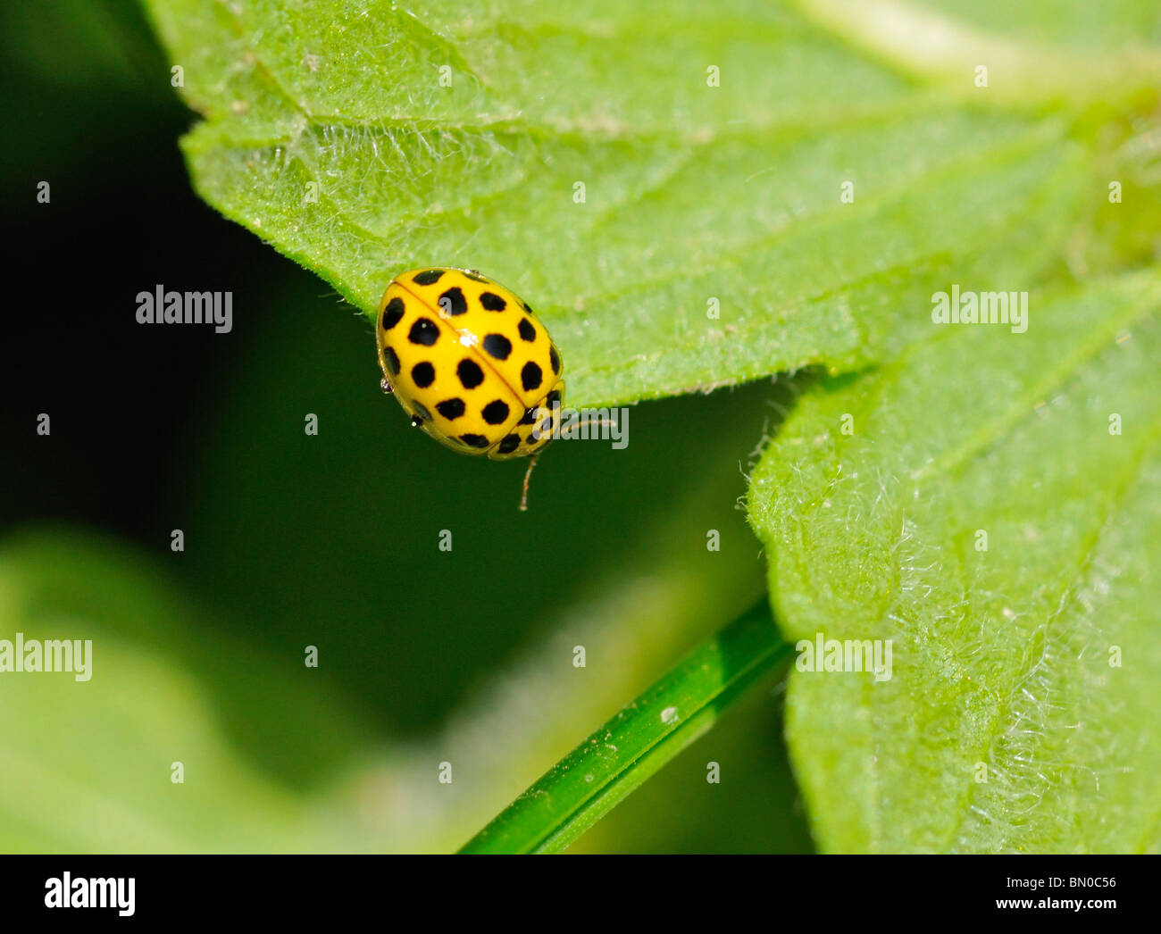 Psyllobora vigintiduopunctata hi-res stock photography and images - Alamy