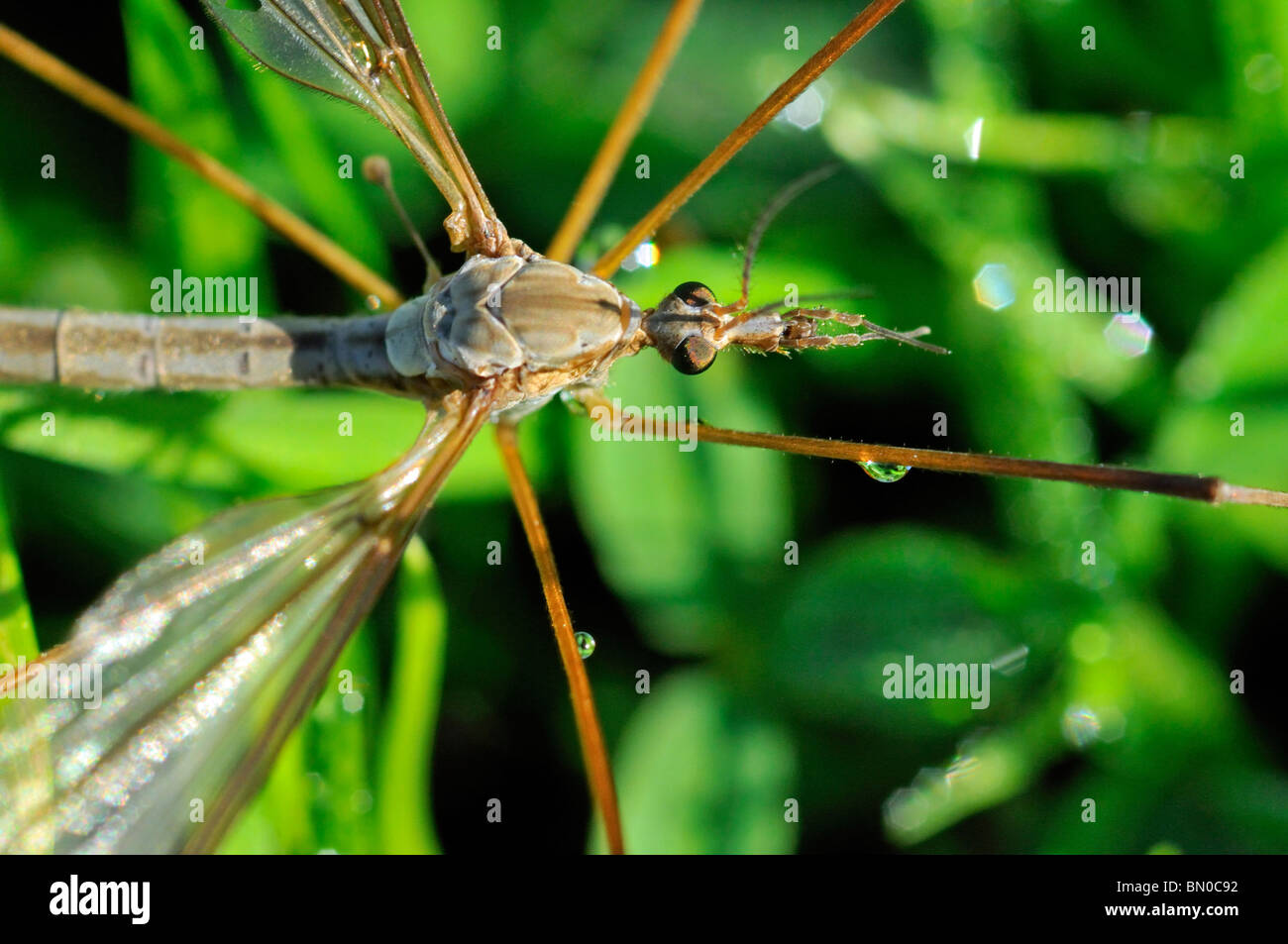 Tipula sp., crane flies or Daddy Long Legs Stock Photo Alamy