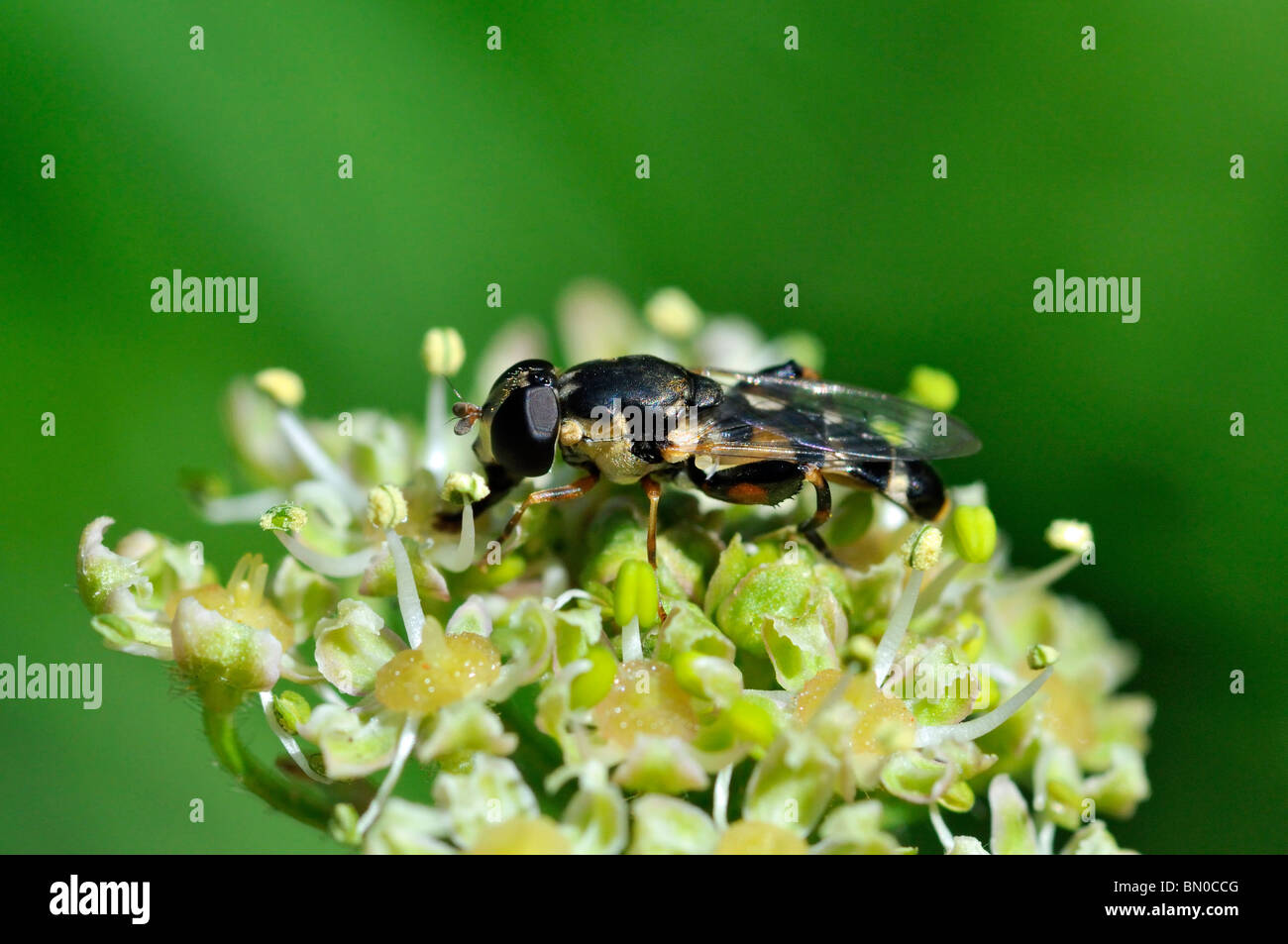 Syritta pipiens, Thick-legged Hoverfly Stock Photo