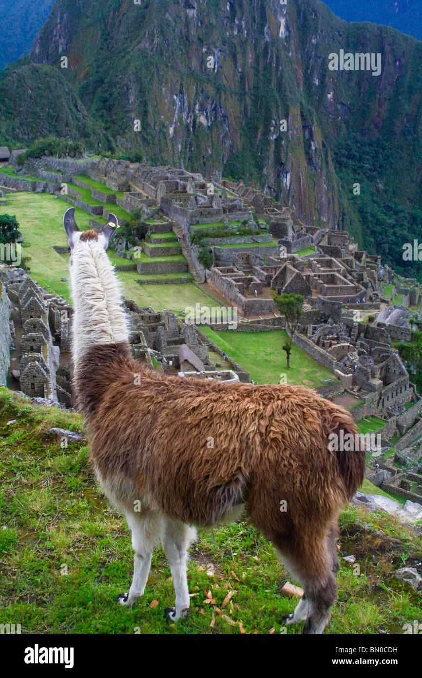 High view of Llama looking out over Machu Picchu. Stock Photo