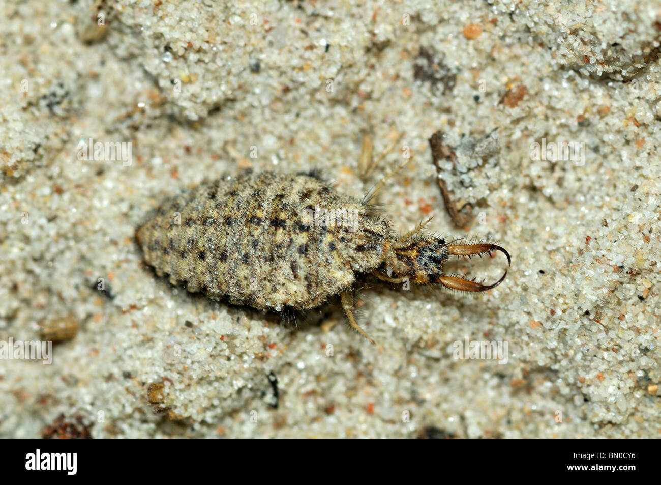 Myrmeleontidae, Antlion larva Stock Photo
