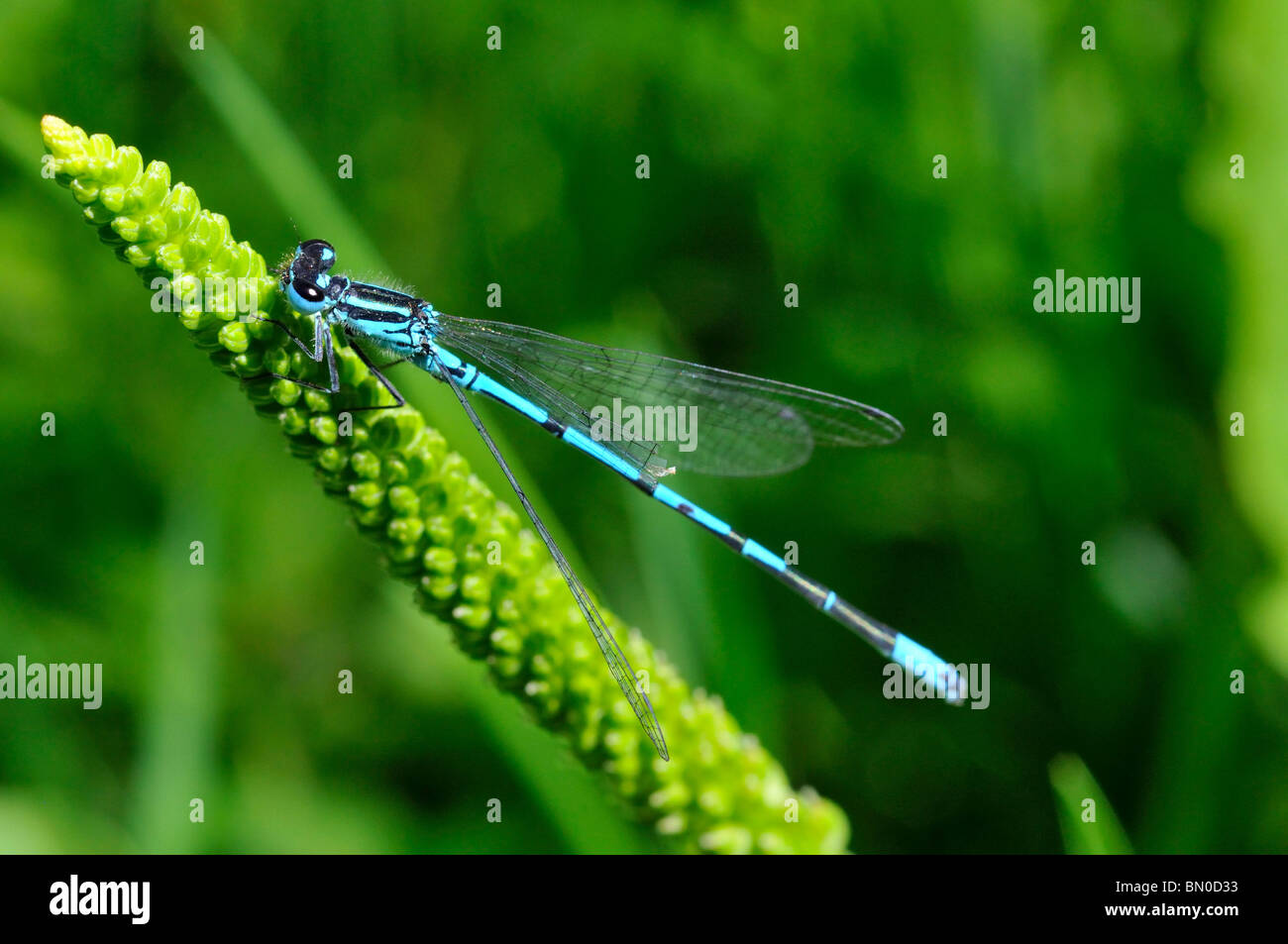 Coenagrion puella, Azure Damselfly Stock Photo - Alamy