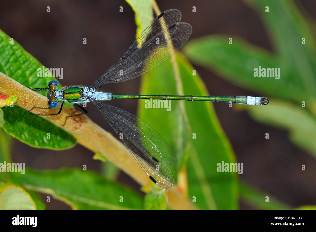 Lestes sponsa, Emerald Damselfly or Common Spreadwing male Stock Photo ...