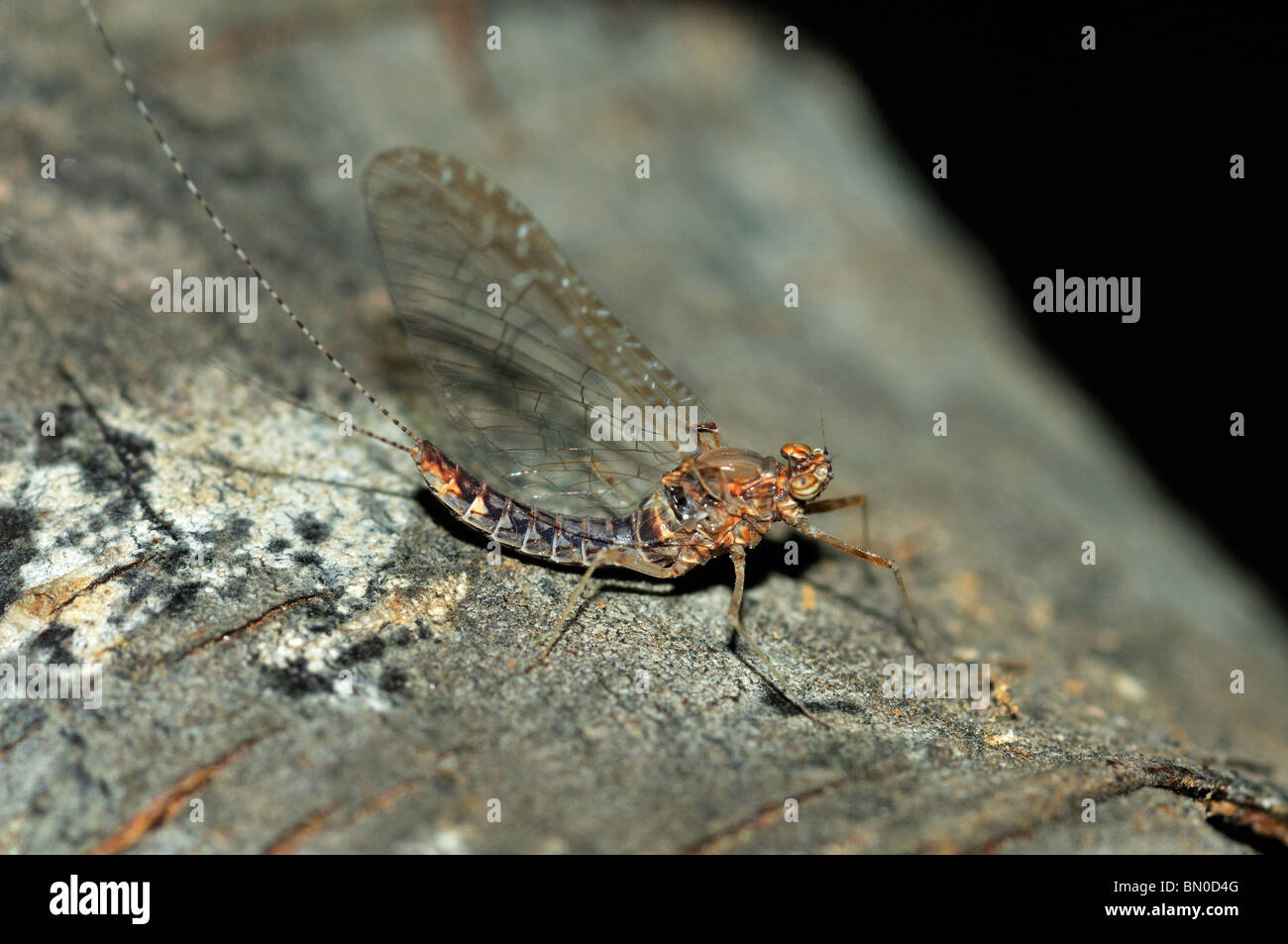 Cloeon dipterum Stock Photo
