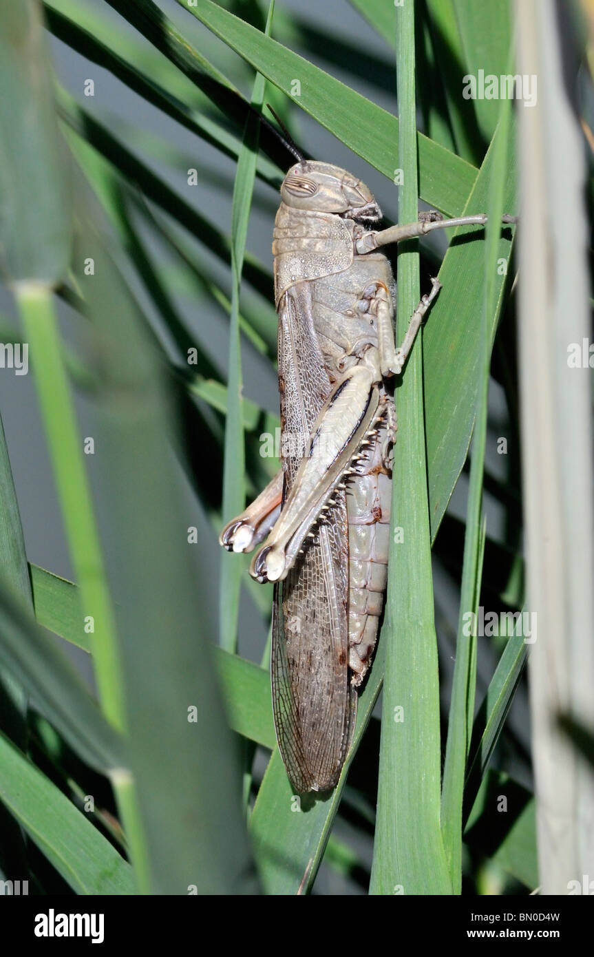 Vertical Insects Vertical insect hi-res stock photography and images - Alamy