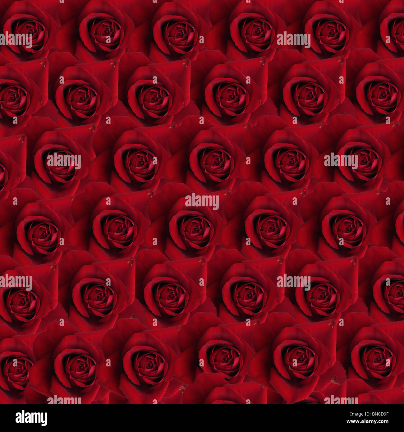 patchwork of 36 roses in red. Stock Photo
