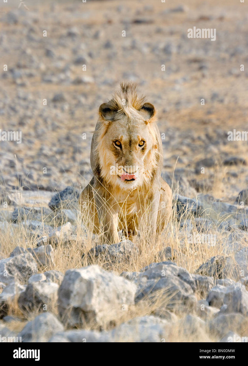 Hungry lion in Etosha National Park, Namibia Stock Photo