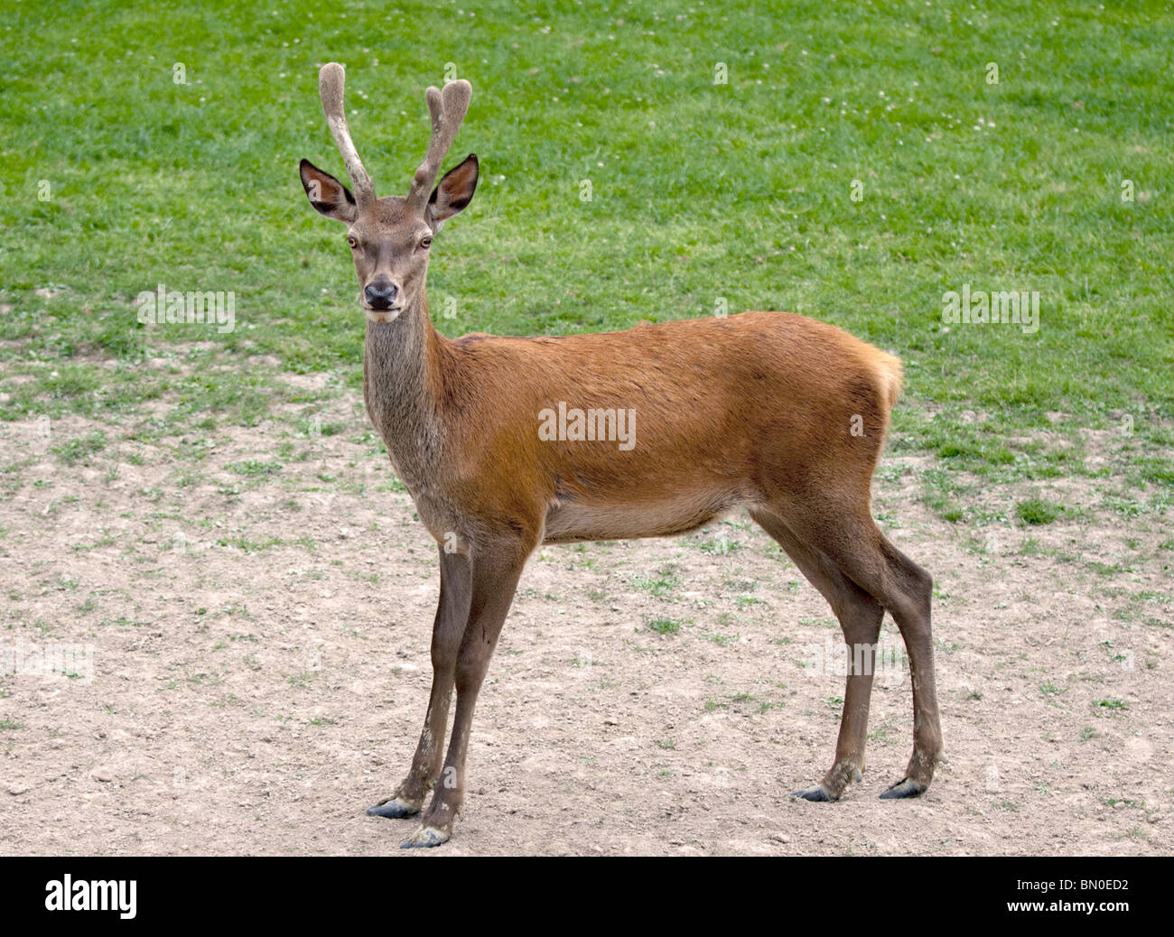 Young Red Deer Buck (Cervus elaphus), UK Stock Photo