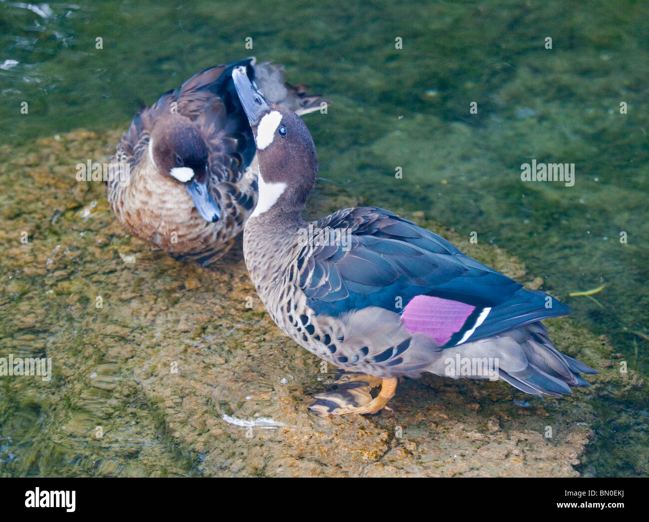 Bronze Winged Ducks (speculanas specularis Stock Photo Alamy