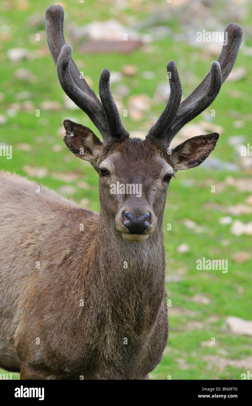 Sardinian deer, Ogliastra, Sardinia, Italy, Europe Stock Photo