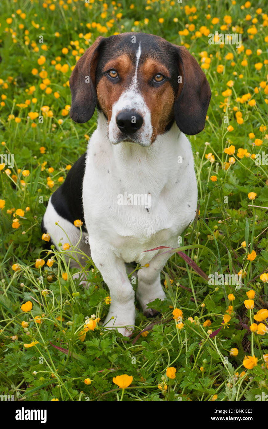 Basset Beagle crossbreed (Bagel), in a field of buttercups Stock Photo