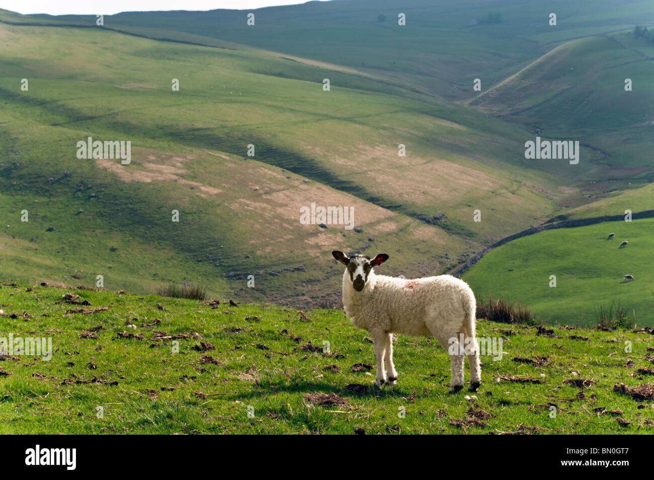 Yorkshire Dales view with black faced lamb in foreground Stock Photo