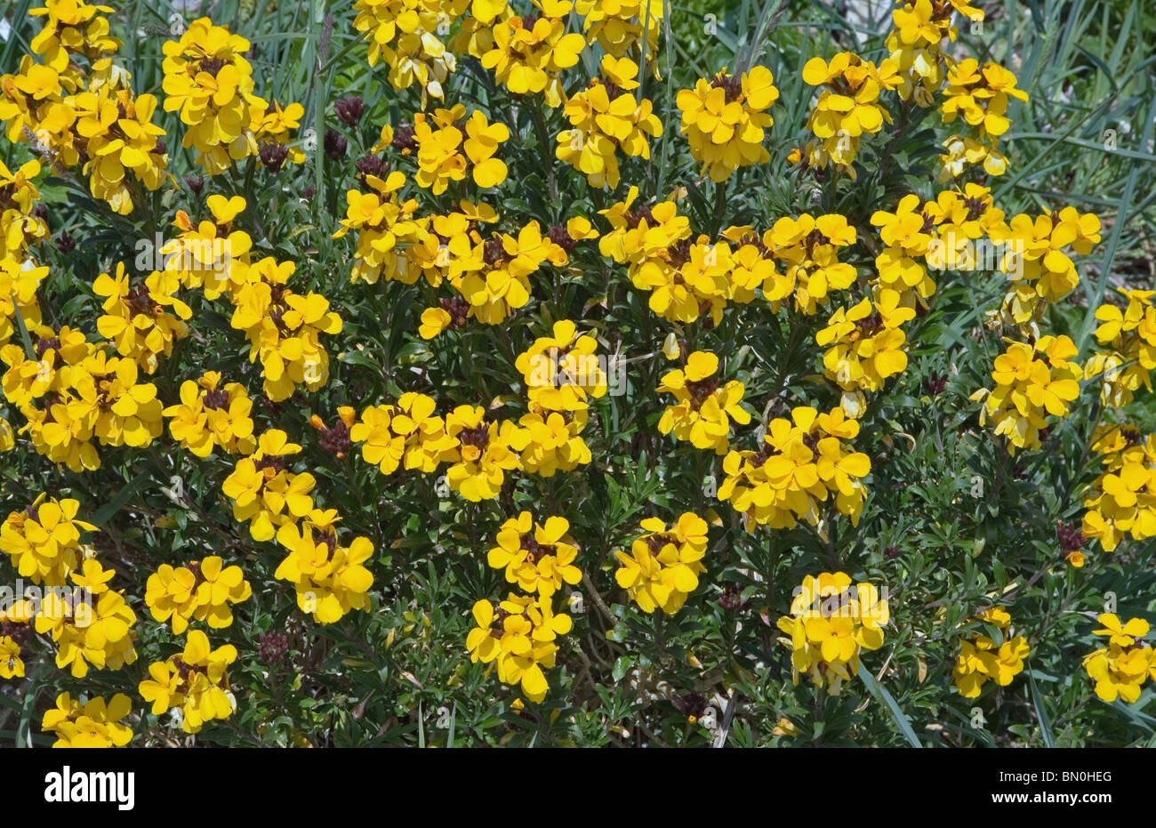 Wild flowers on cliff face hires stock photography and images Alamy