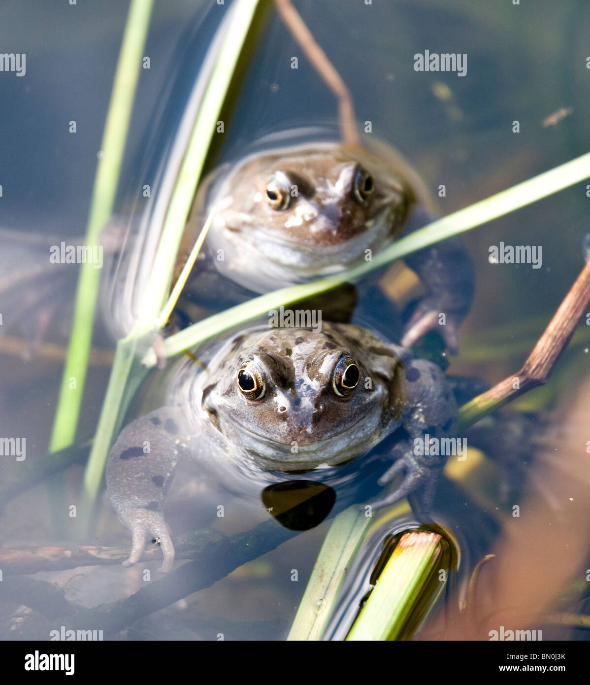 A pair of frogs in a pond Stock Photo Alamy