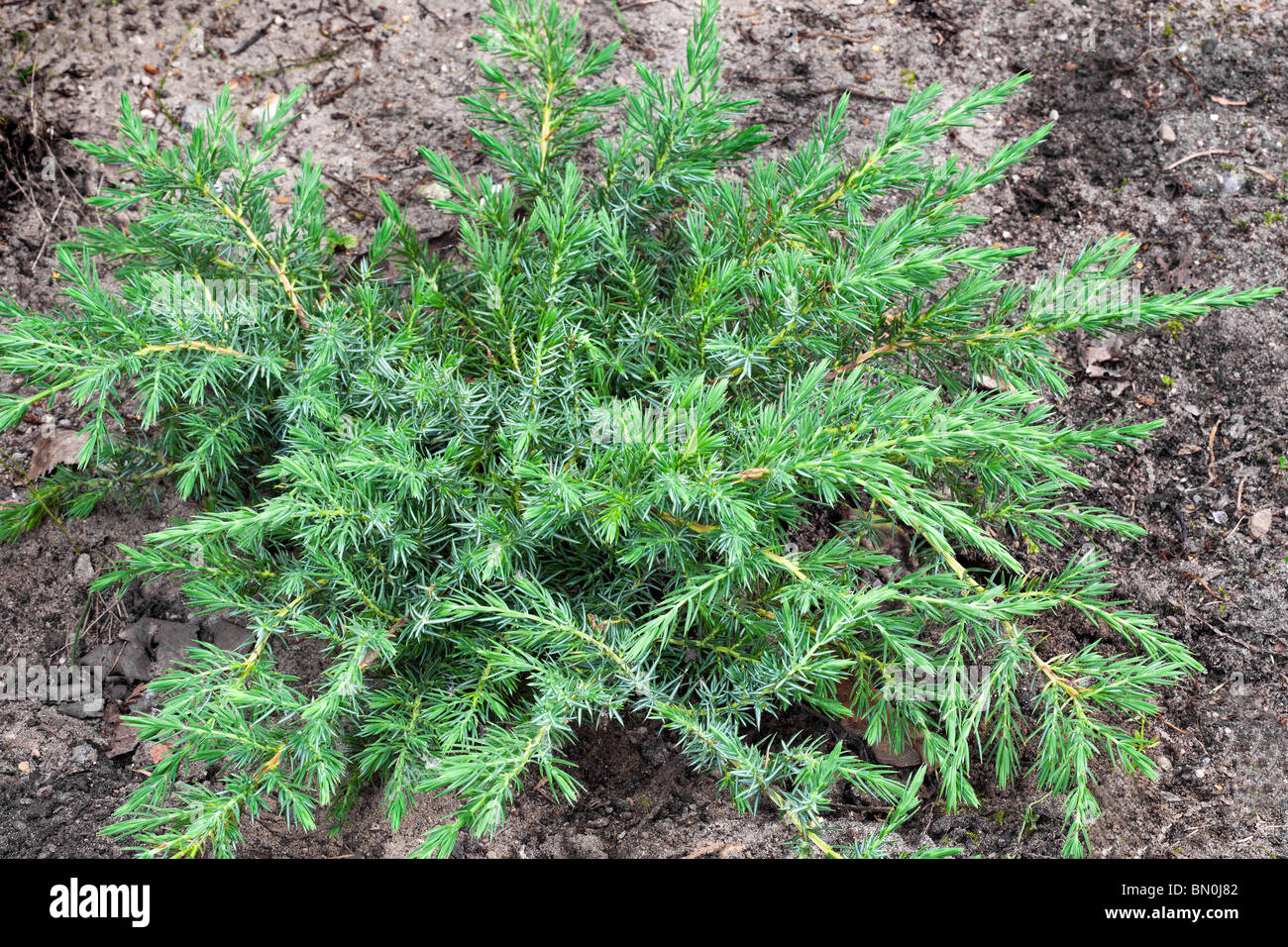 Conifer – Juniperus conferta Schlager Stock Photo