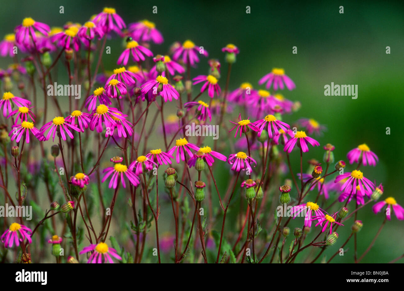 Sambreeltjies, Felicia species, Western Cape, South Africa Stock Photo