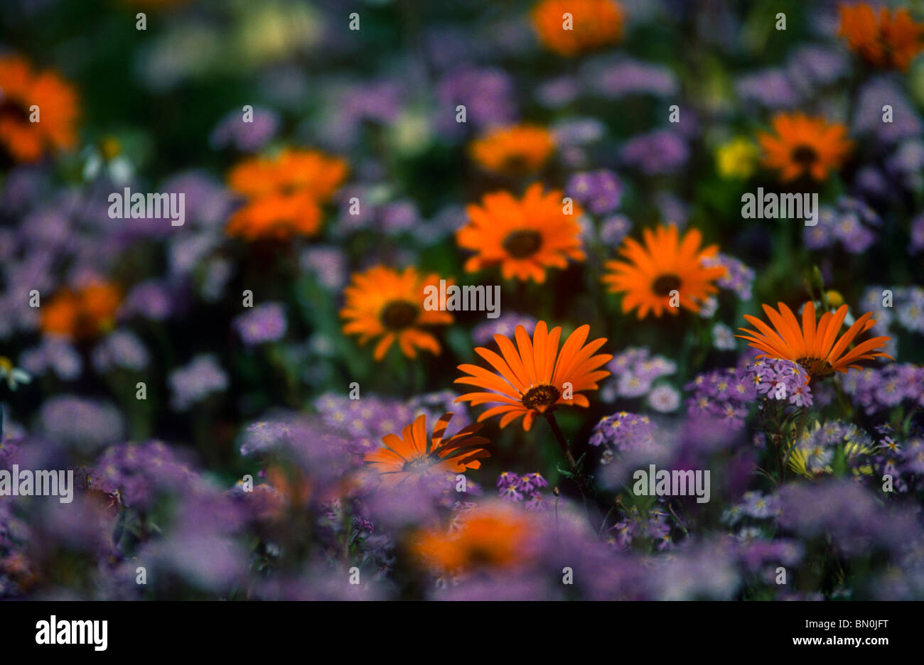 Mixed annual flowers, Western Cape, South Africa Stock Photo Alamy