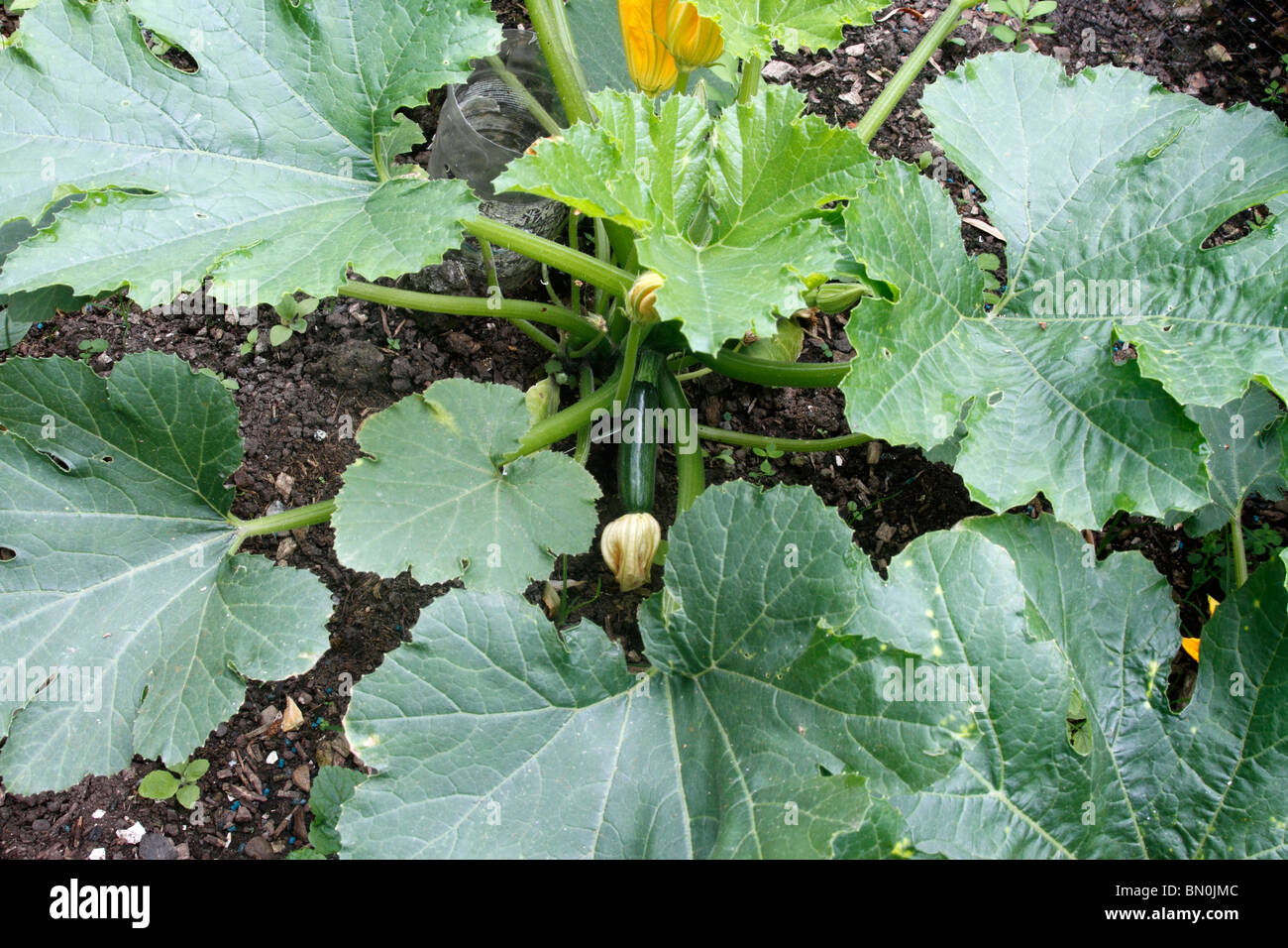 Young courgette or zucchini plant Cucurbita pepo with courgettes (fruit)  already growing Stock Photo - Alamy