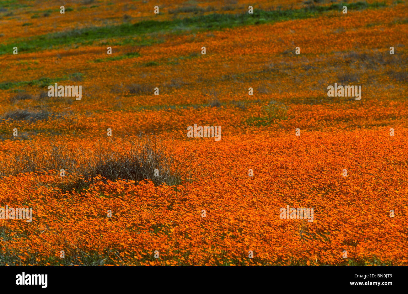 Annual daisies, Ursinia calenuliflora, Skilpad NR, Namaqualand, South Africa Stock Photo
