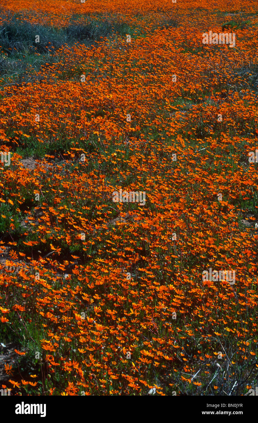 Annual daisies, Ursinia calenuliflora, Skilpad NR, Namaqualand, South Africa Stock Photo