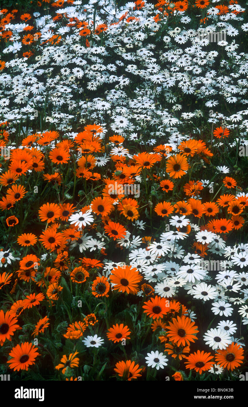 Orange daisies and Rain daisies, Ursinia calenduliflora and Dimorphotheca pluvialis, Western Cape, South Africa Stock Photo