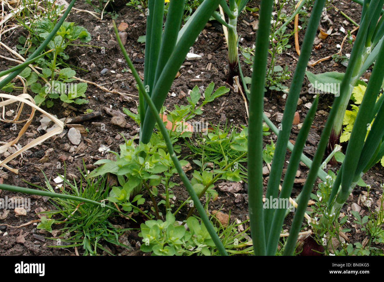 Weeding Onions Onions Allium cepa planted in rows need frequent weeding as can be seen ...