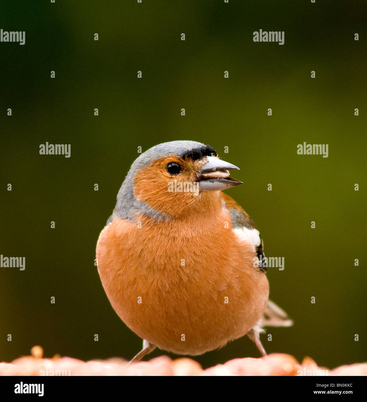 A male chaffinch on a bird table Stock Photo