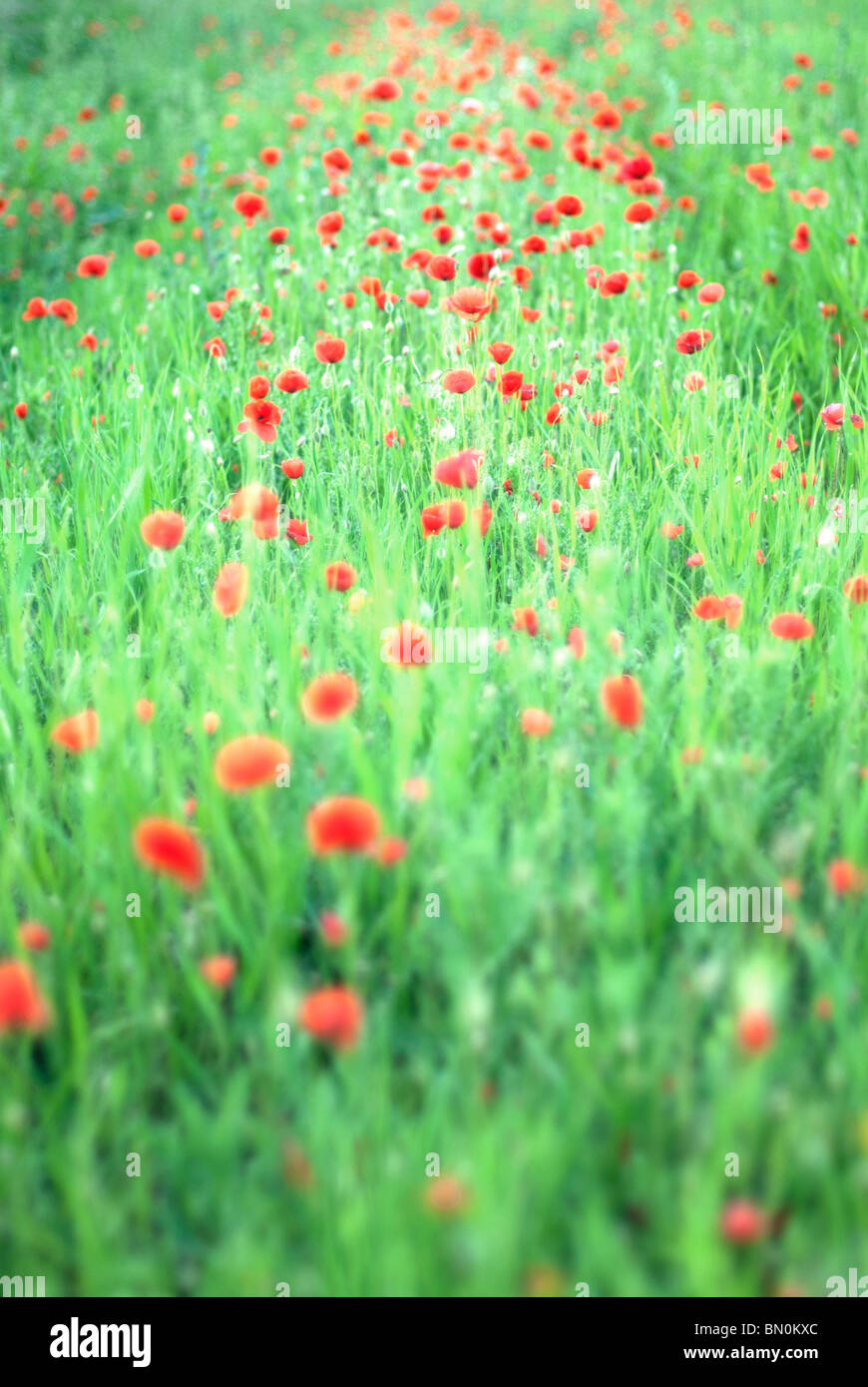 Blood grass hi-res stock photography and images - Alamy