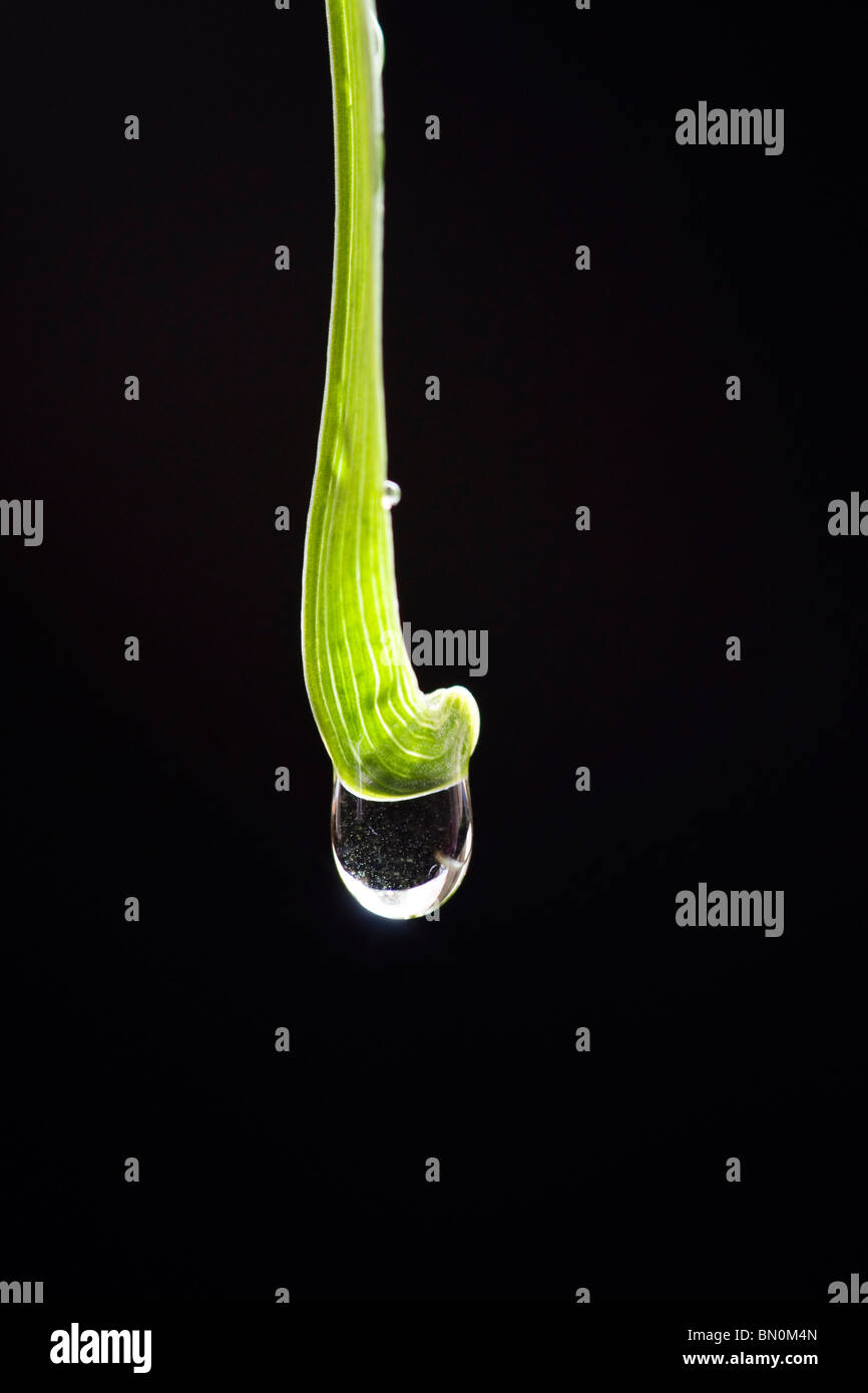 Water drop hi-res stock photography and images - Alamy