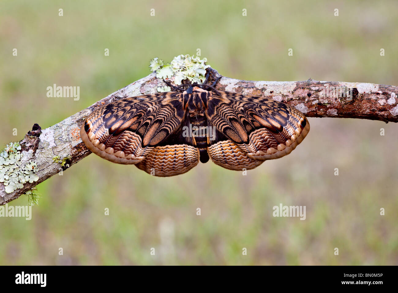 May 2009 - Sino-Korean Owl Moth (Brahmaea certhia) resting on a stick Stock Photo
