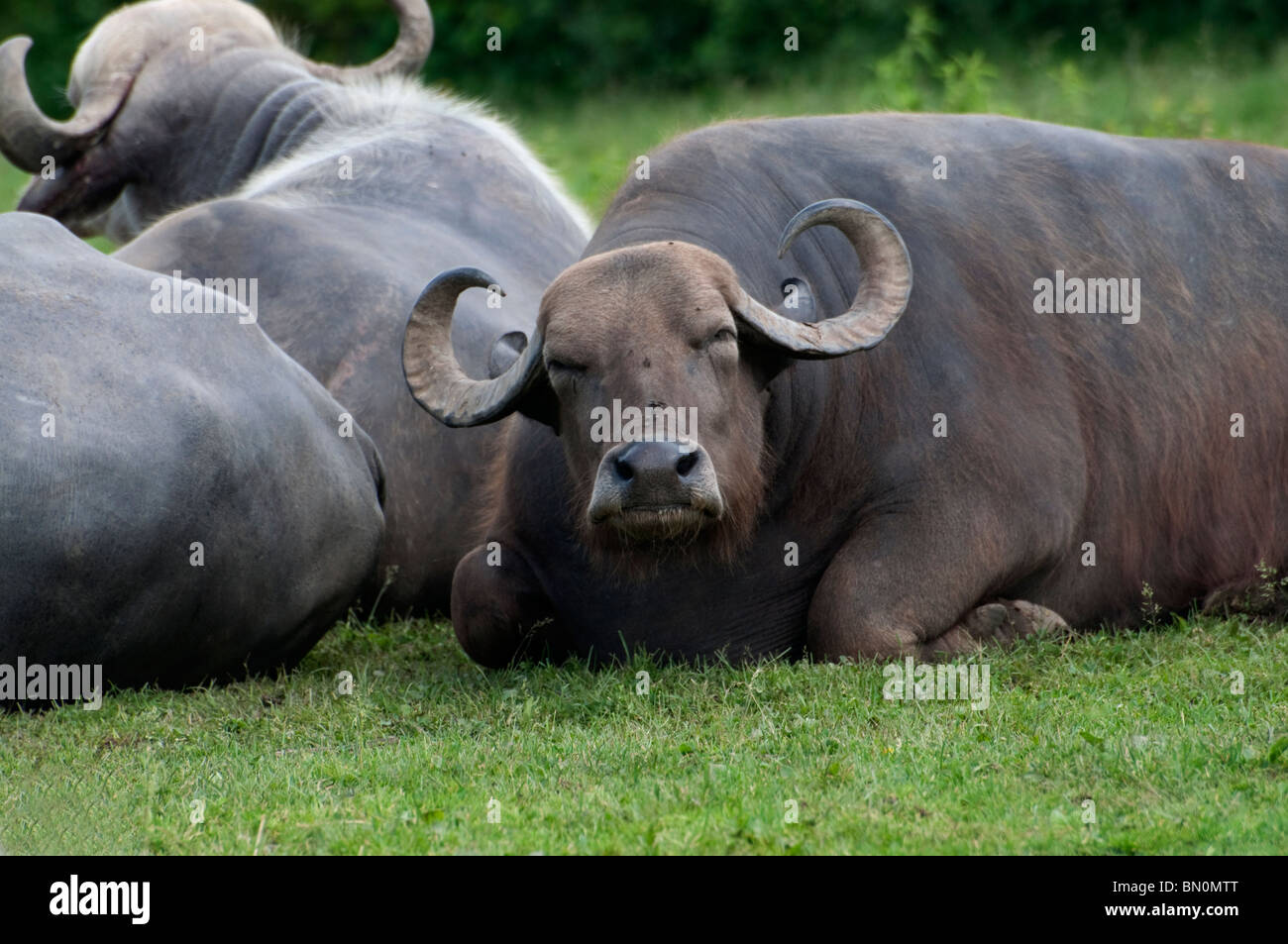 A Buffalo resting Stock Photo
