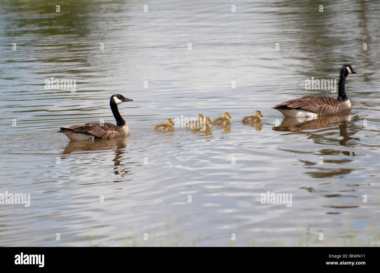 Family canada geese in hi res stock photography and images Alamy