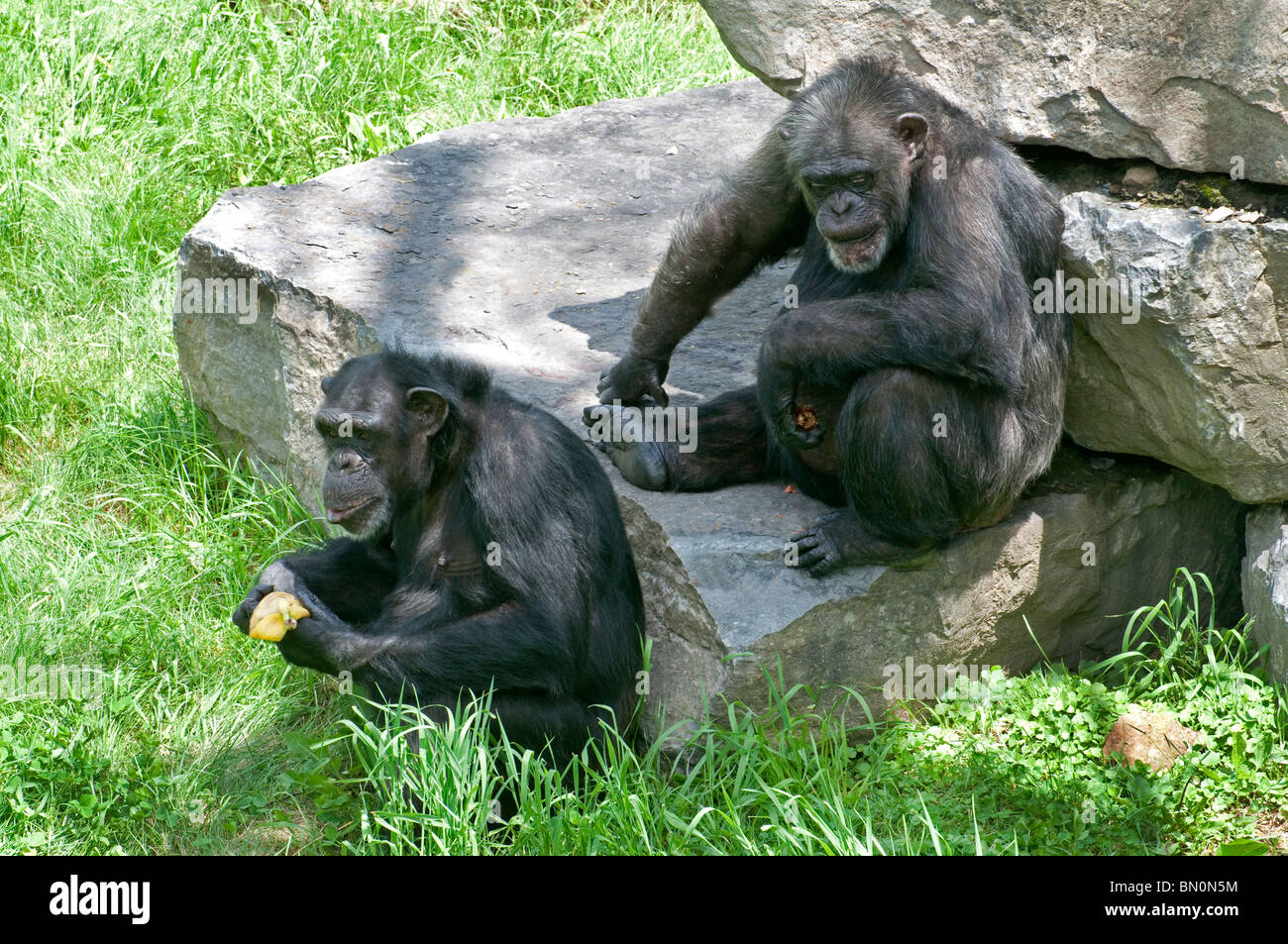 A pair of Chimpanzees Stock Photo