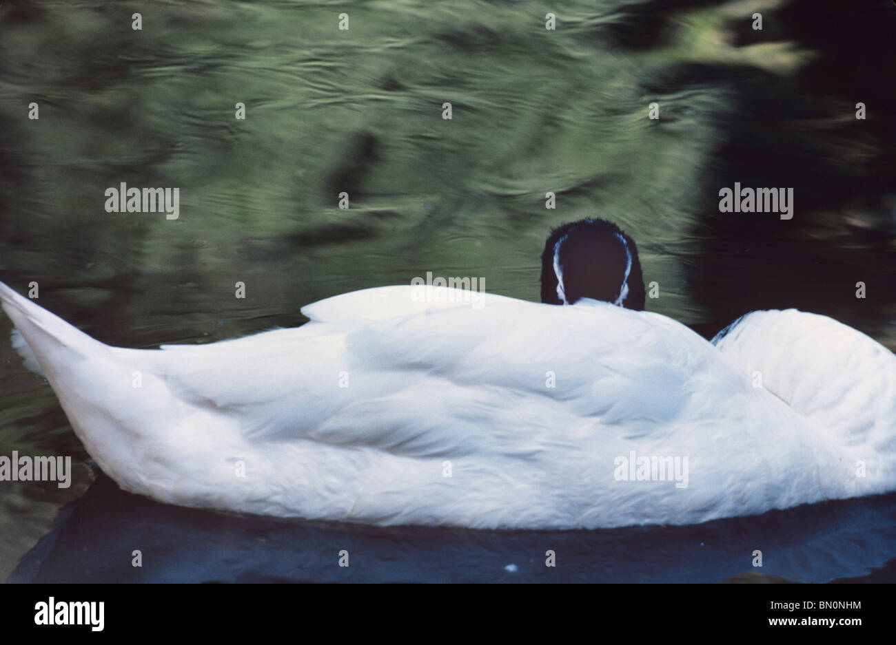 A sleeping swan becomes abstract art in white feathers, dark head and green water Stock Photo