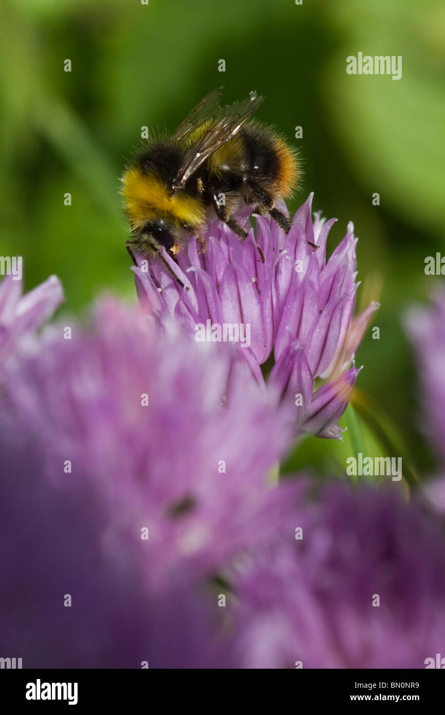 Bumblebee on Chive Flower Stock Photo